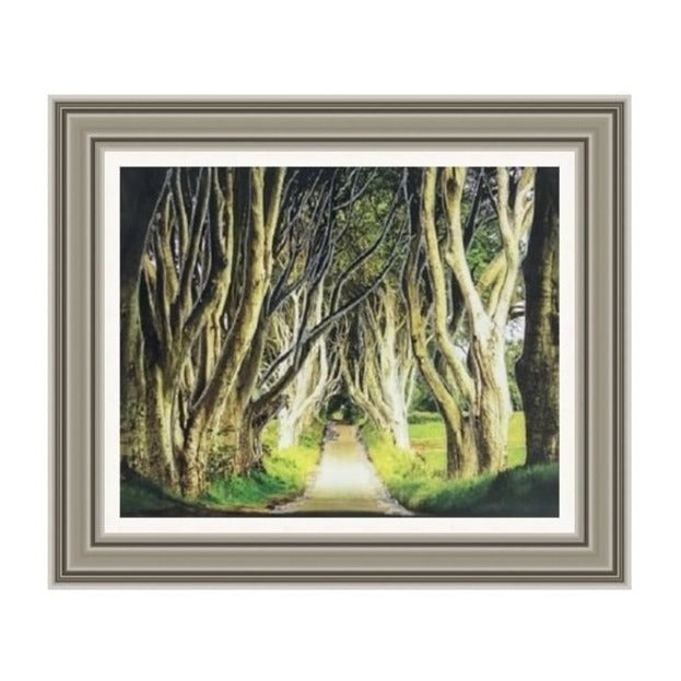 Dark Hedges Picture