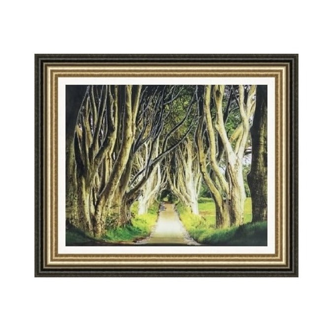 Dark Hedges Picture