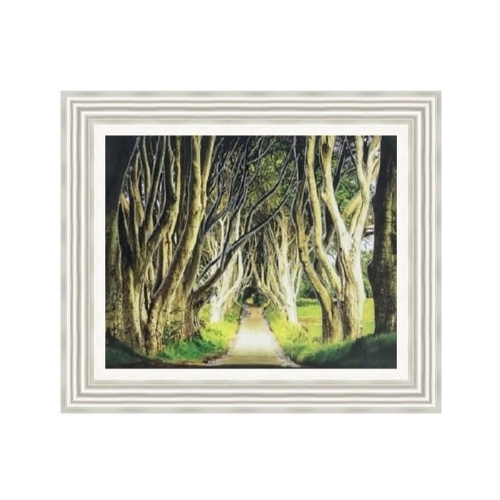 Dark Hedges Picture
