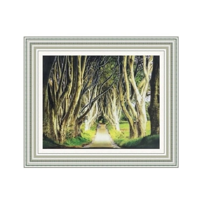 Dark Hedges Picture