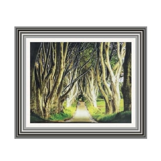 Dark Hedges Picture