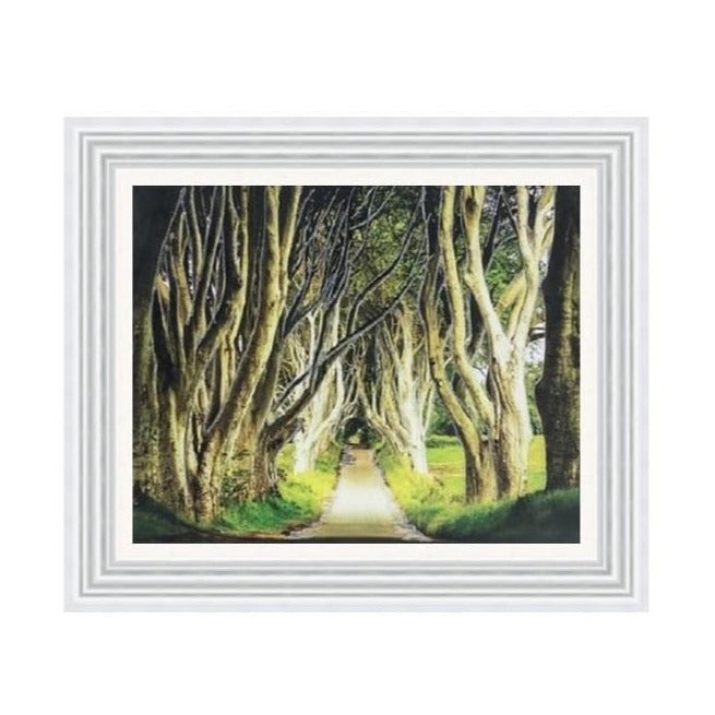 Dark Hedges Picture